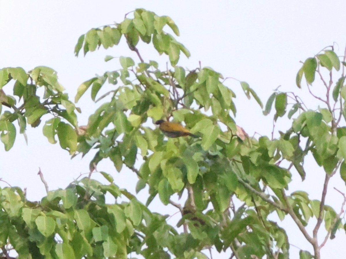 Scaly-breasted Bulbul - ML637687747