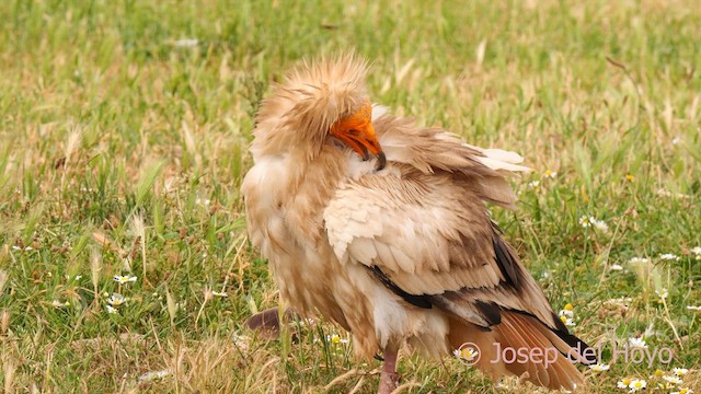 Egyptian Vulture - ML637687787