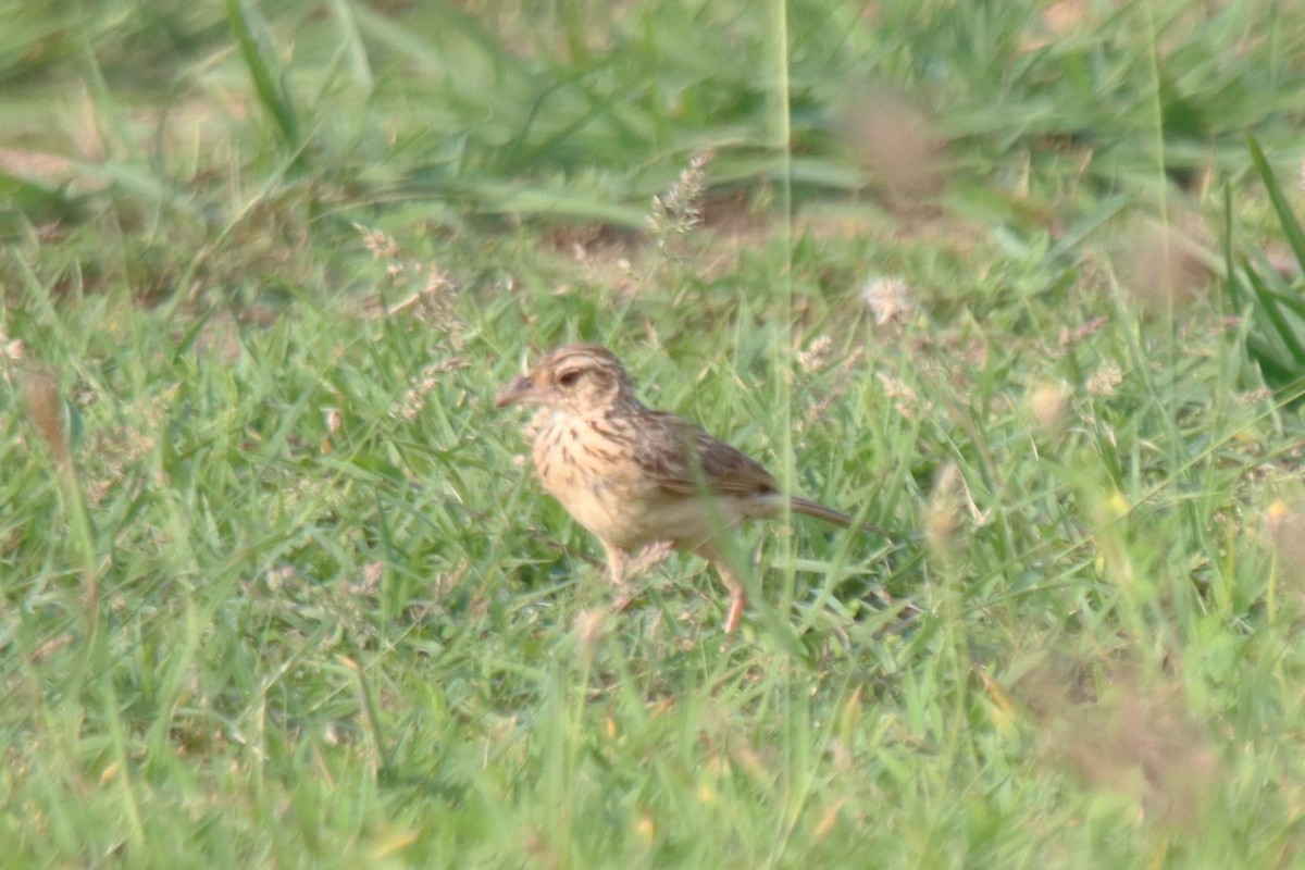 Jerdon's Bushlark - ML637687813