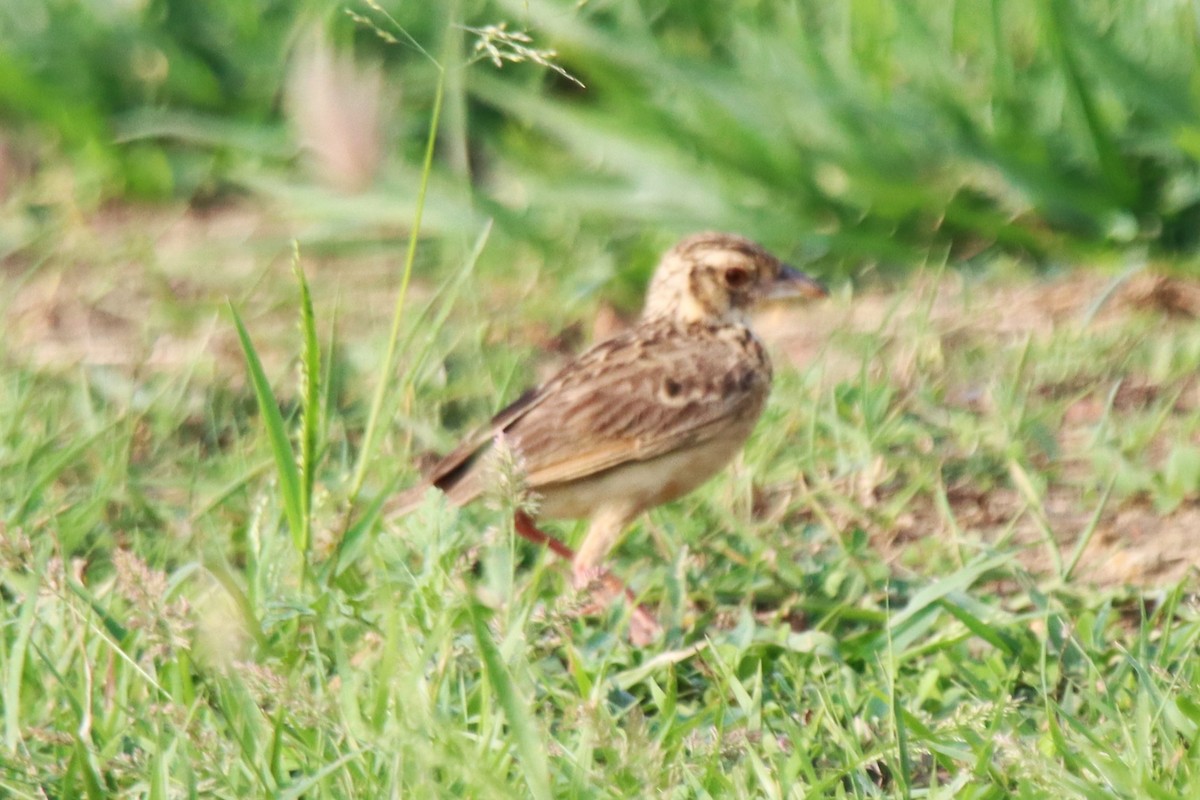 Jerdon's Bushlark - ML637687814