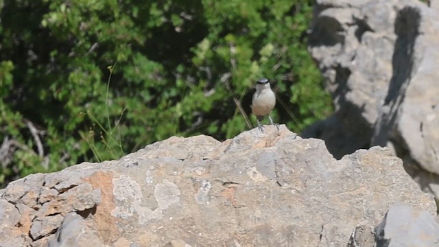Western Rock Nuthatch - ML637687823