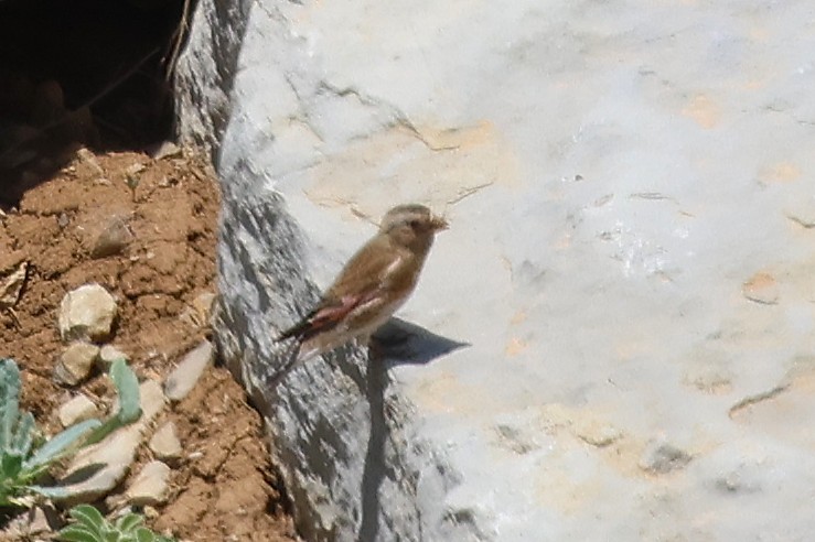 Crimson-winged Finch - ML637687826