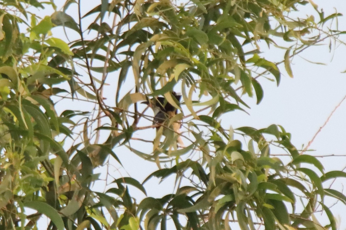 Pied Cuckoo - ML637687827
