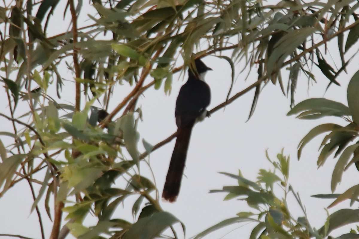 Pied Cuckoo - ML637687828