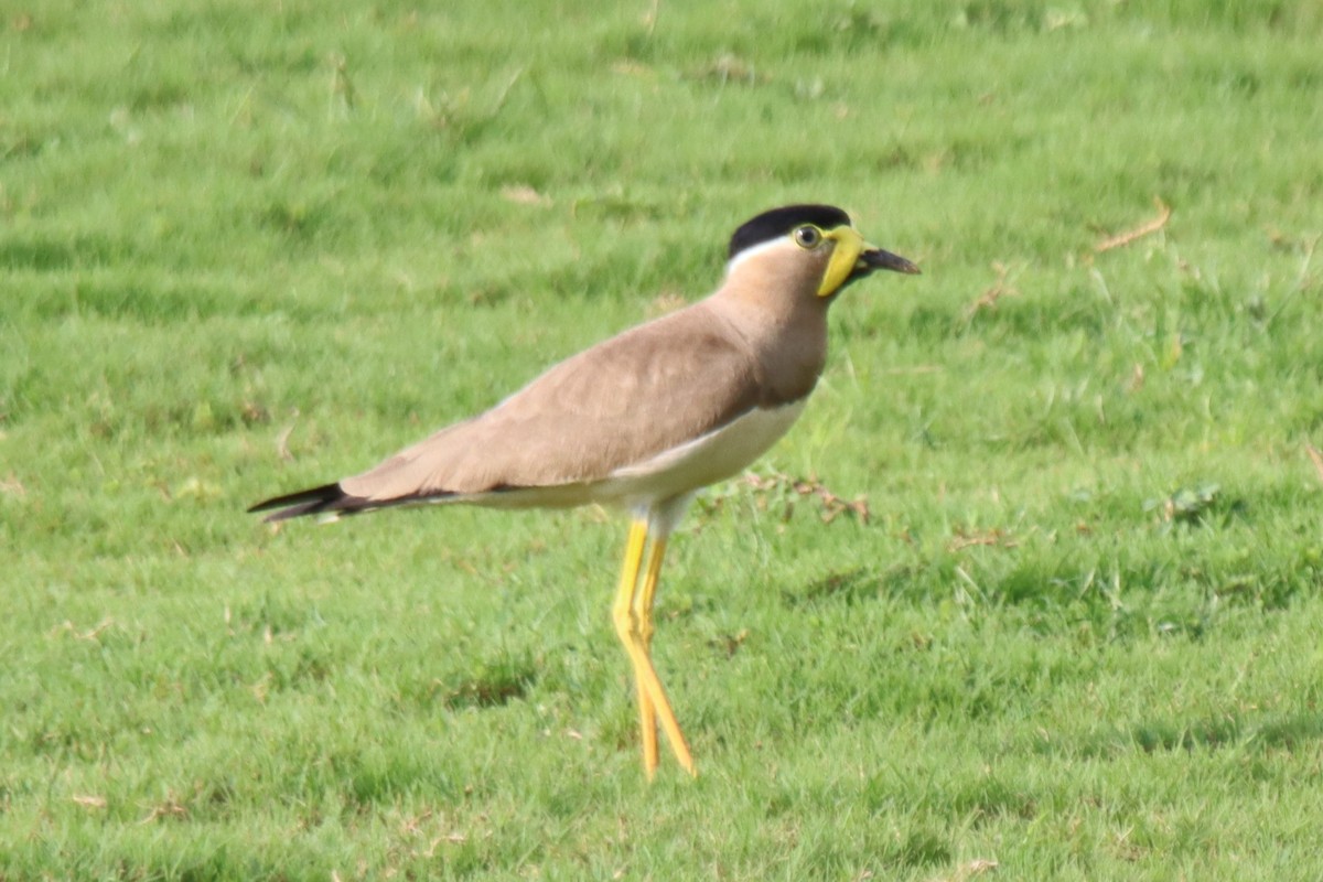 Yellow-wattled Lapwing - ML637687833