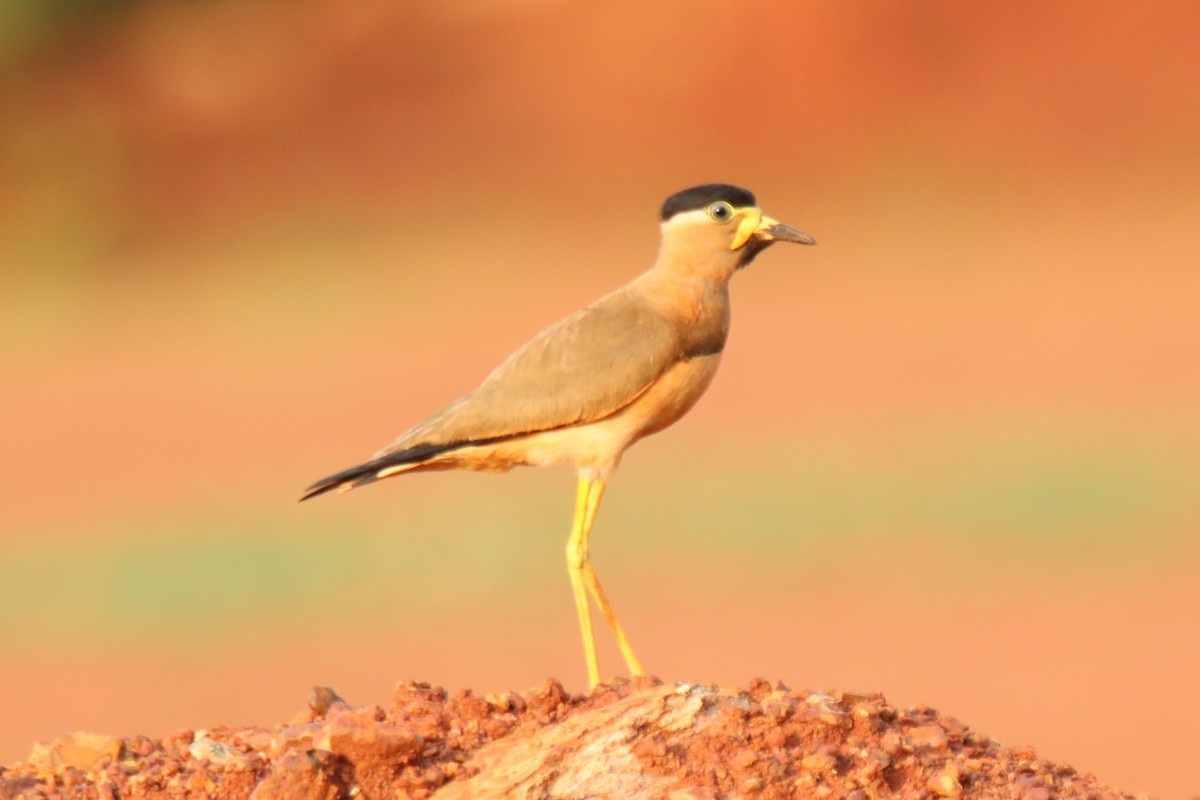 Yellow-wattled Lapwing - ML637687834