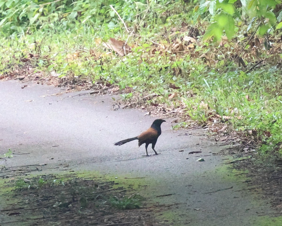 Short-toed Coucal - ML637687836