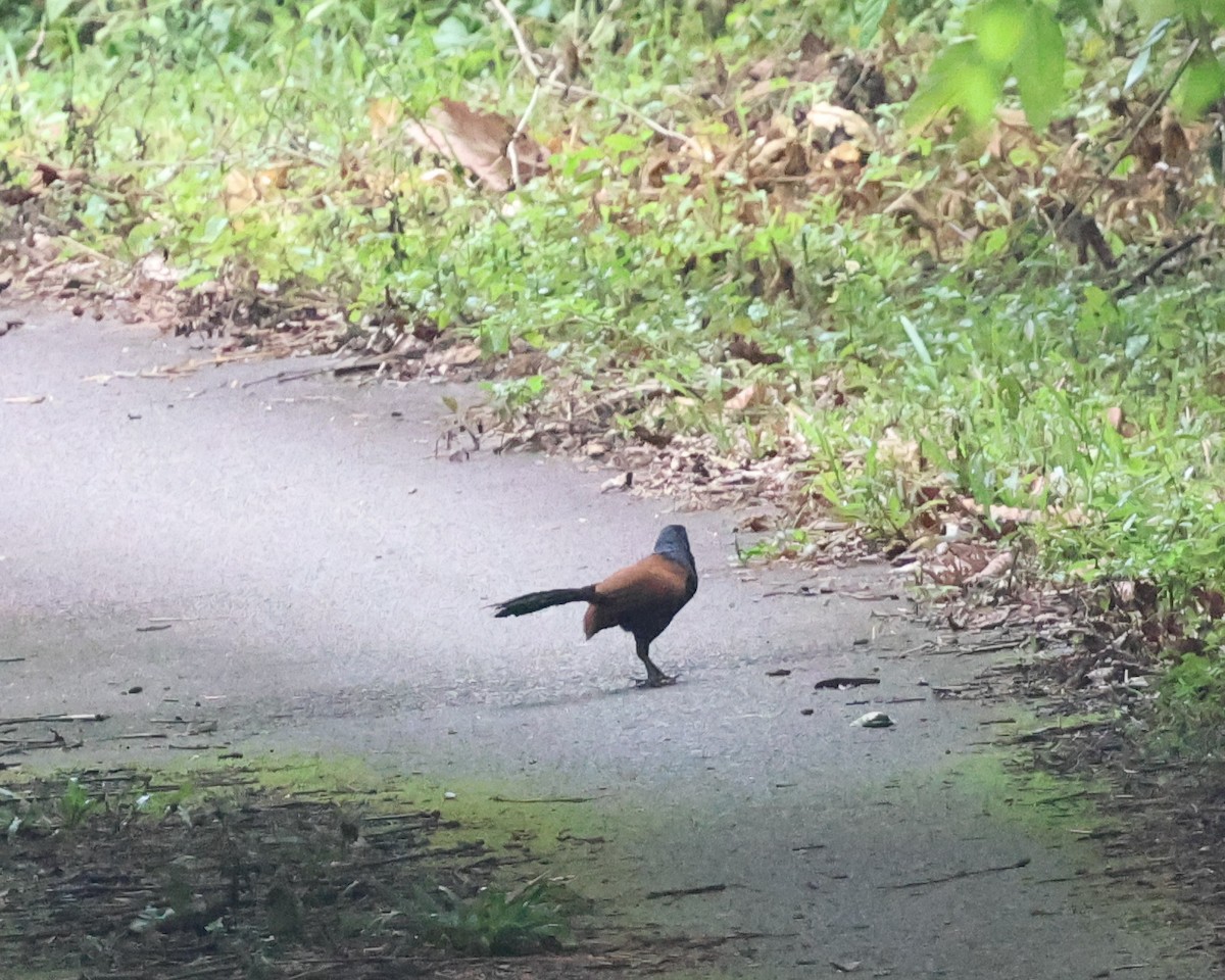 Short-toed Coucal - ML637687838