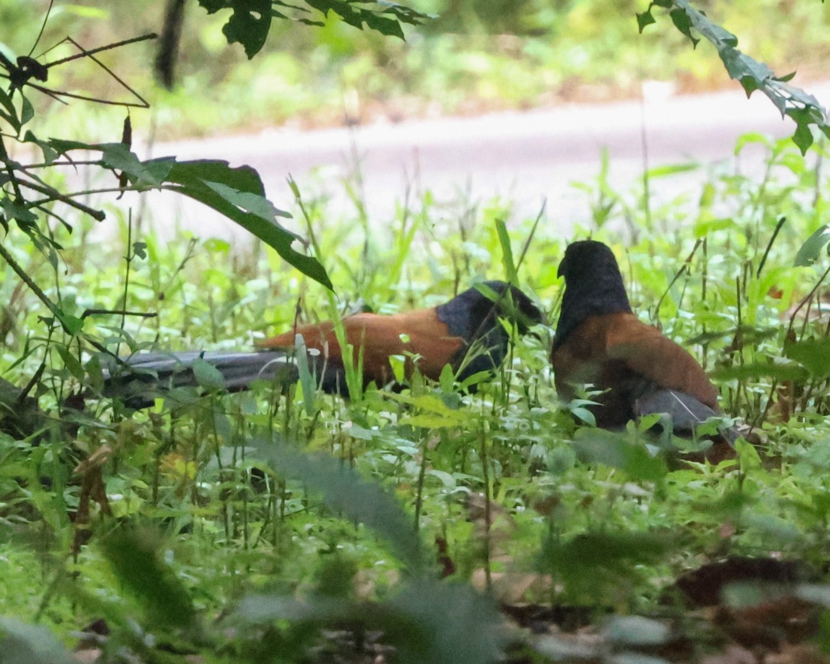 Short-toed Coucal - ML637687839
