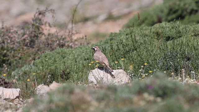 Horned Lark - ML637687841