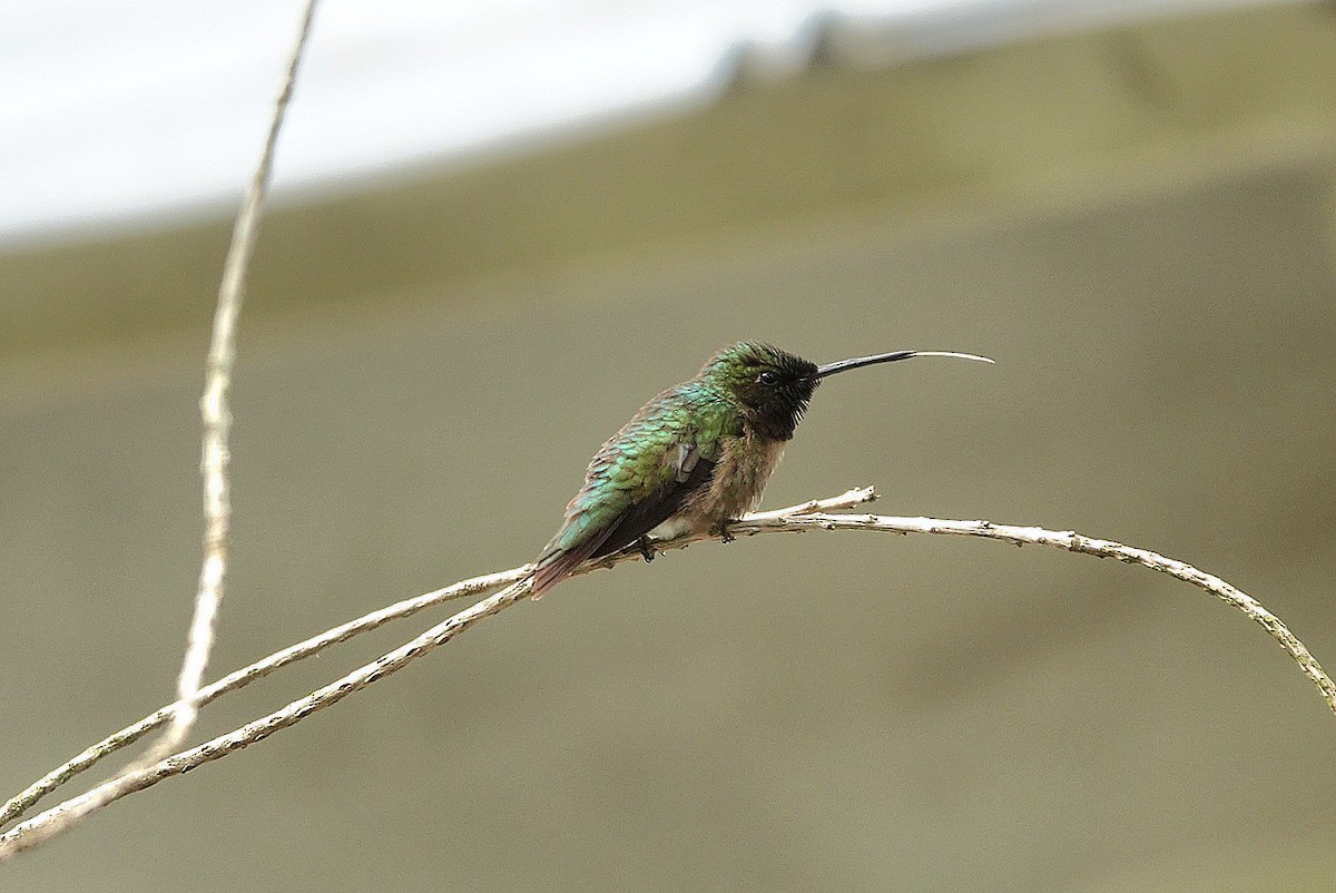 Ruby-throated Hummingbird - ML637687844