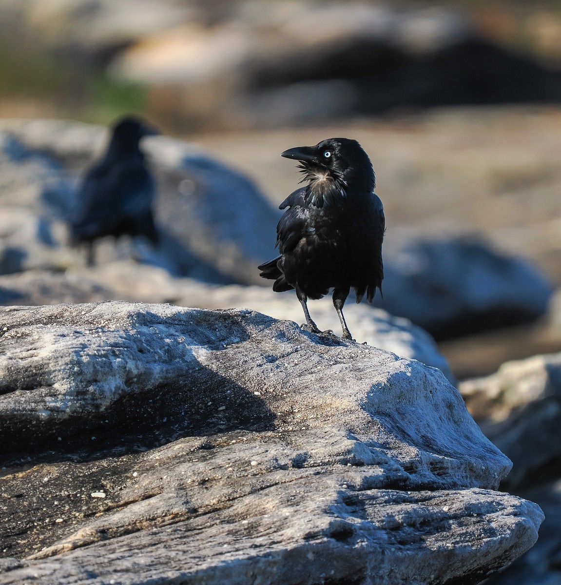 Australian Raven - ML637687857