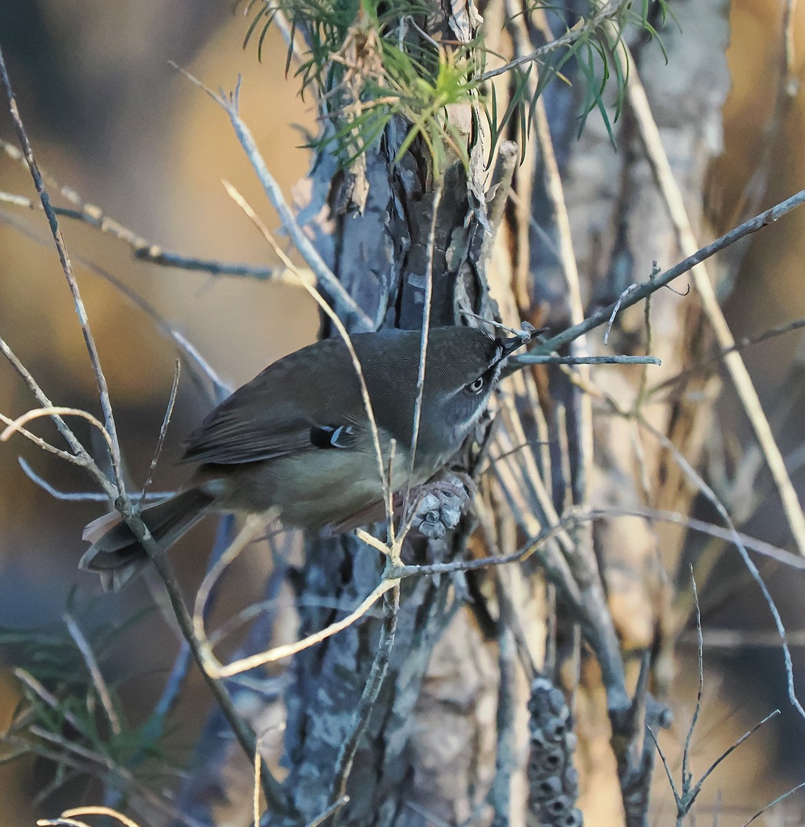White-browed Scrubwren - ML637687858