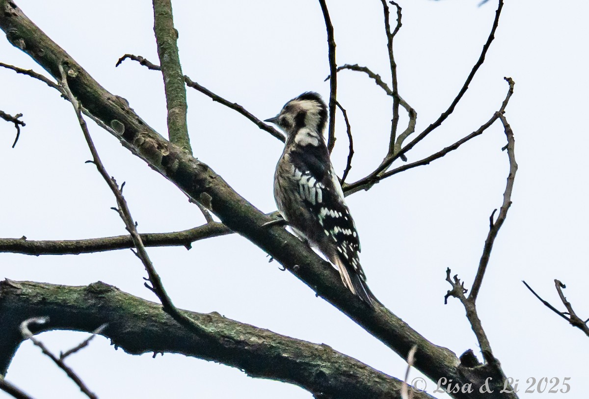 Gray-capped Pygmy Woodpecker - ML637687859