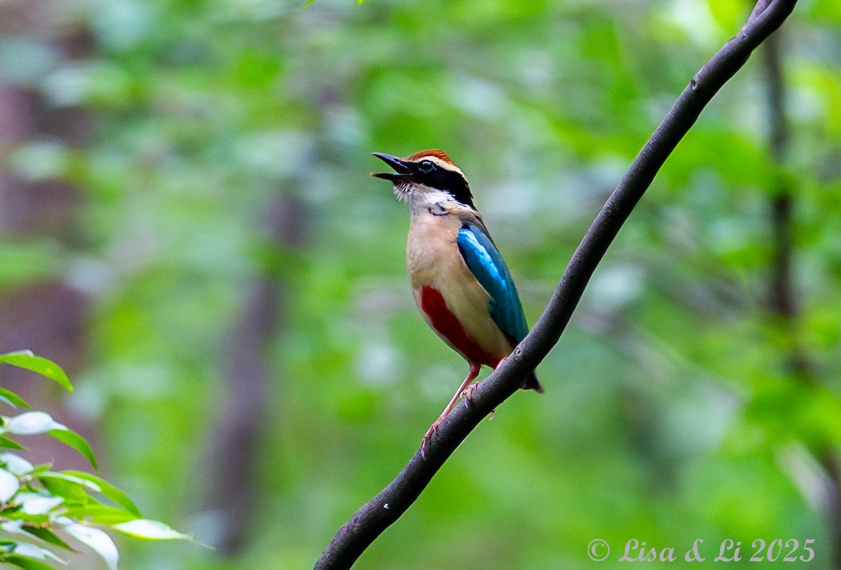 Fairy Pitta - ML637687860