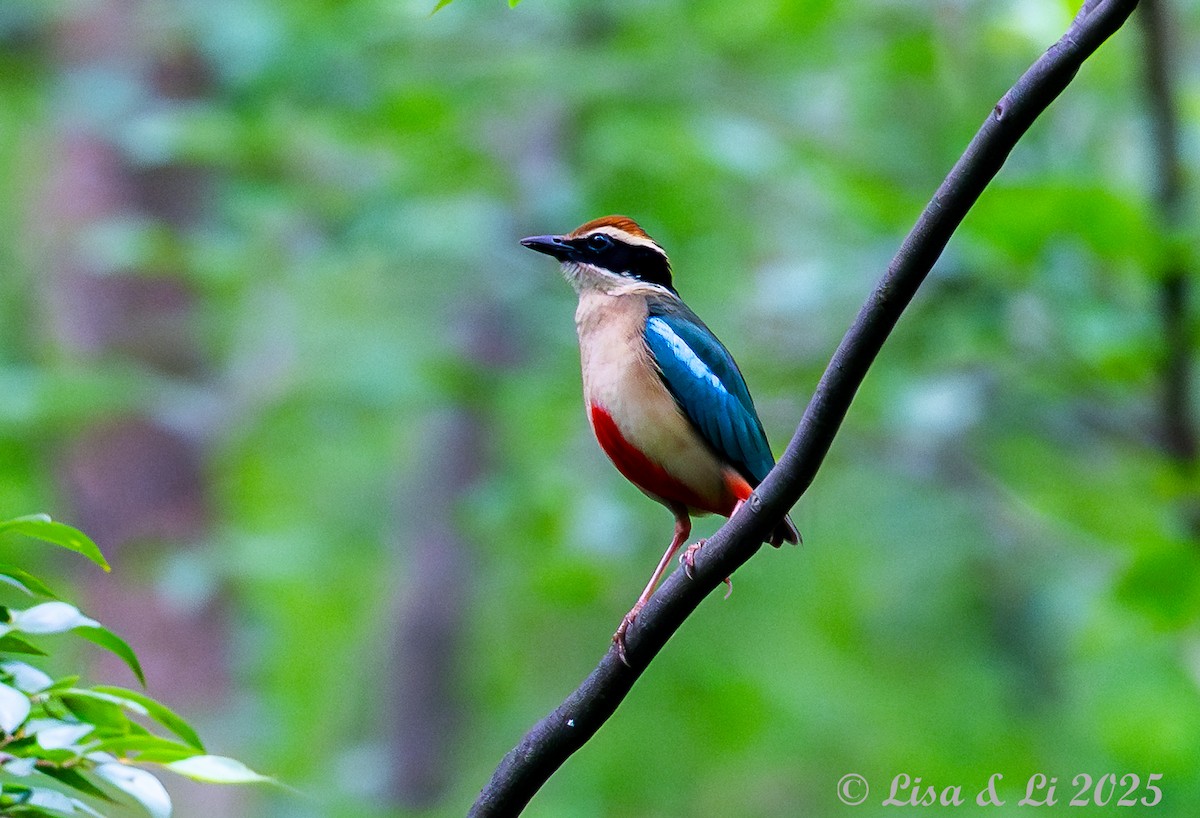 Fairy Pitta - ML637687861