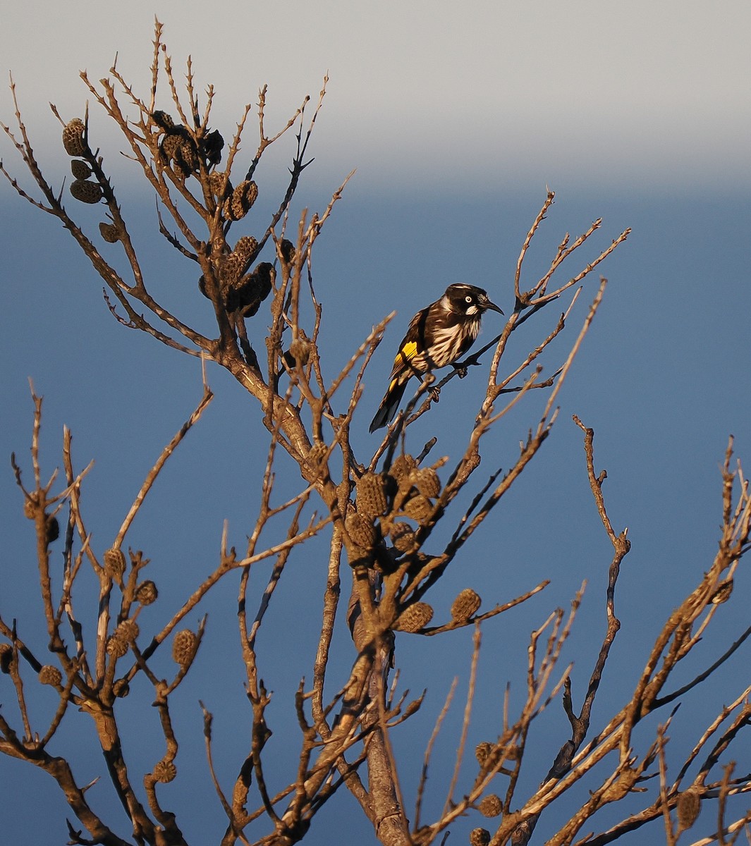New Holland Honeyeater - ML637687864
