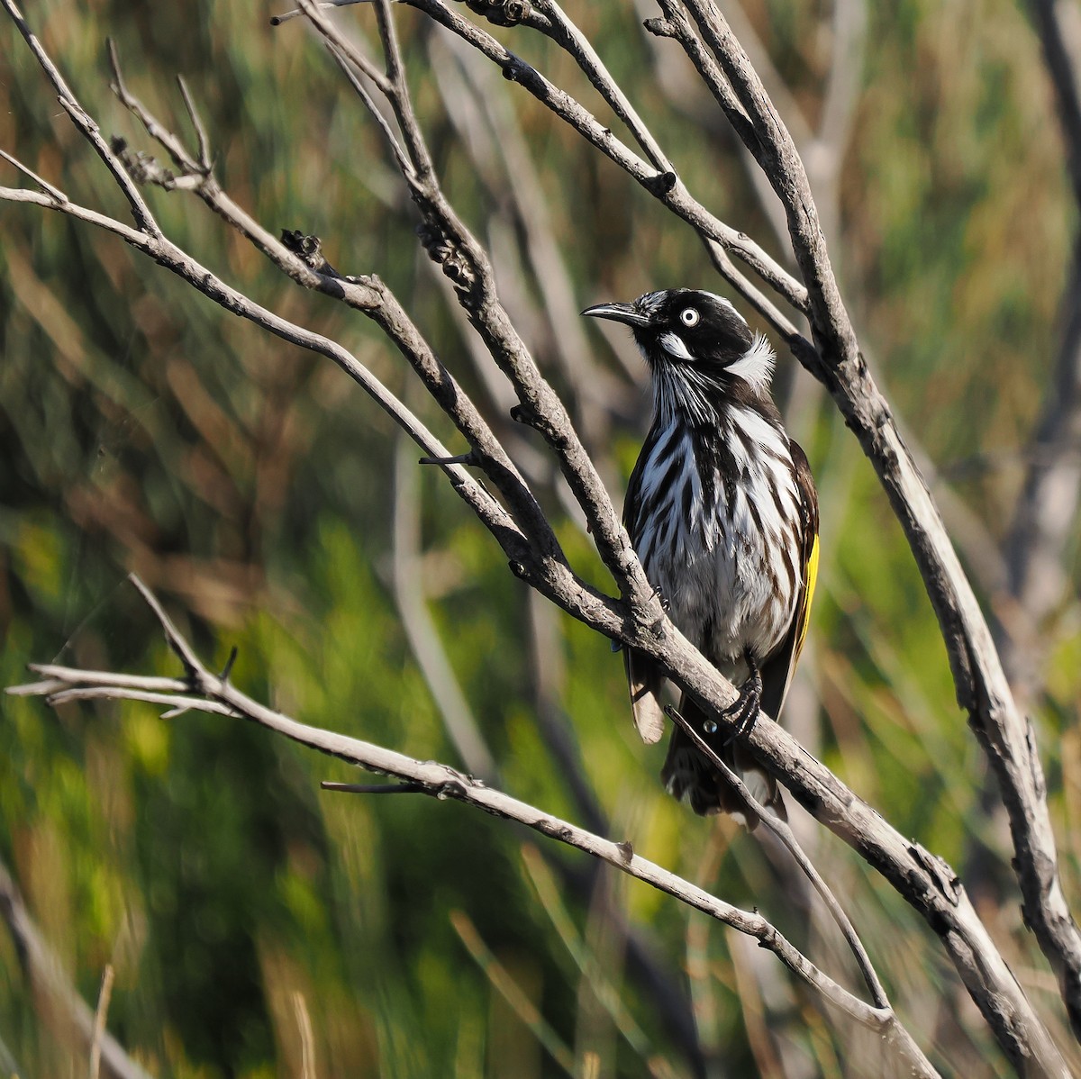 New Holland Honeyeater - ML637687865