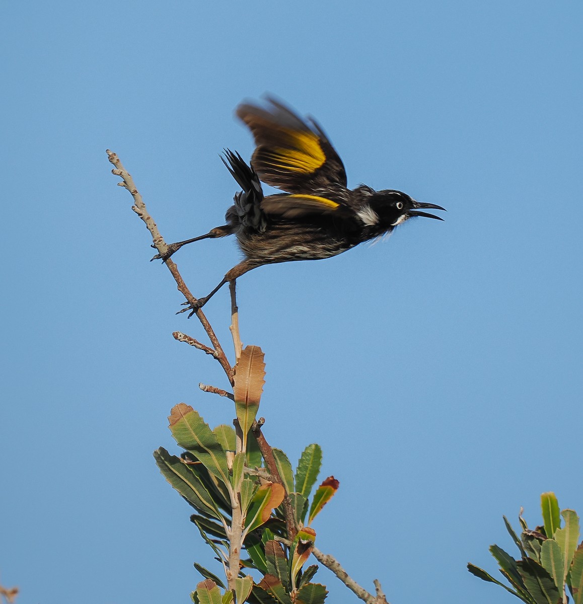New Holland Honeyeater - ML637687866