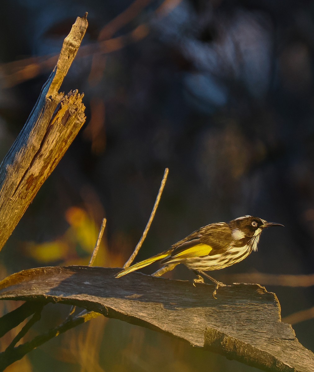 New Holland Honeyeater - ML637687867