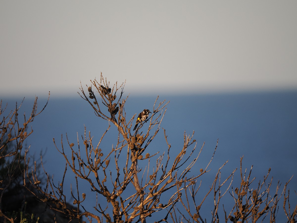New Holland Honeyeater - ML637687868