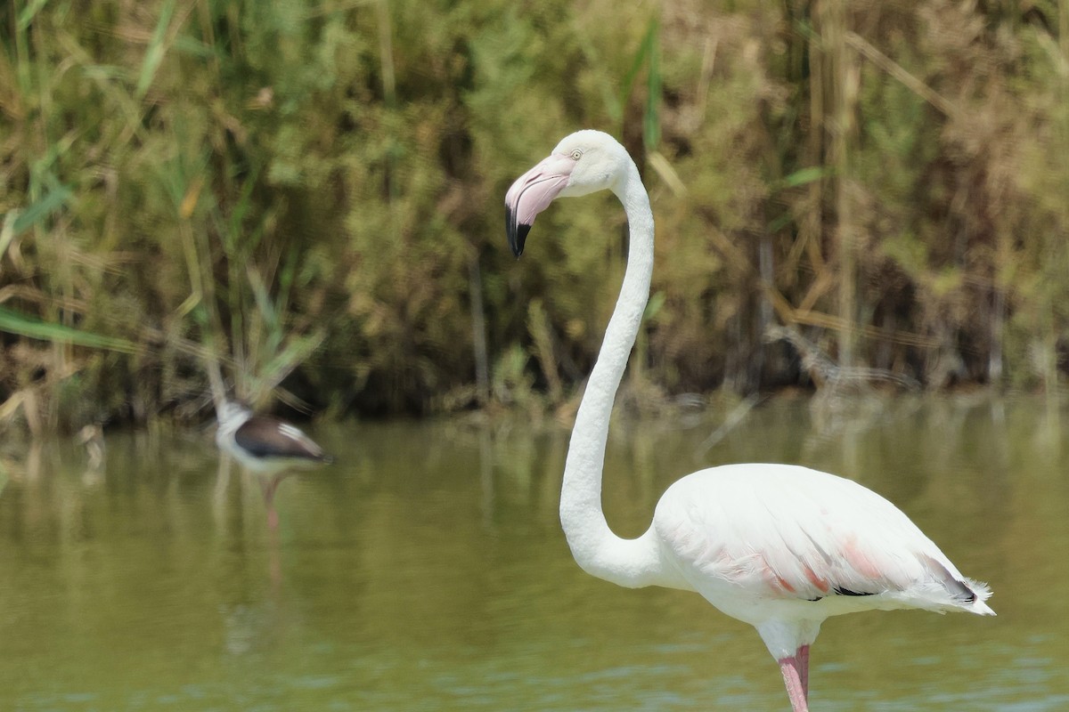 Greater Flamingo - ML637687869