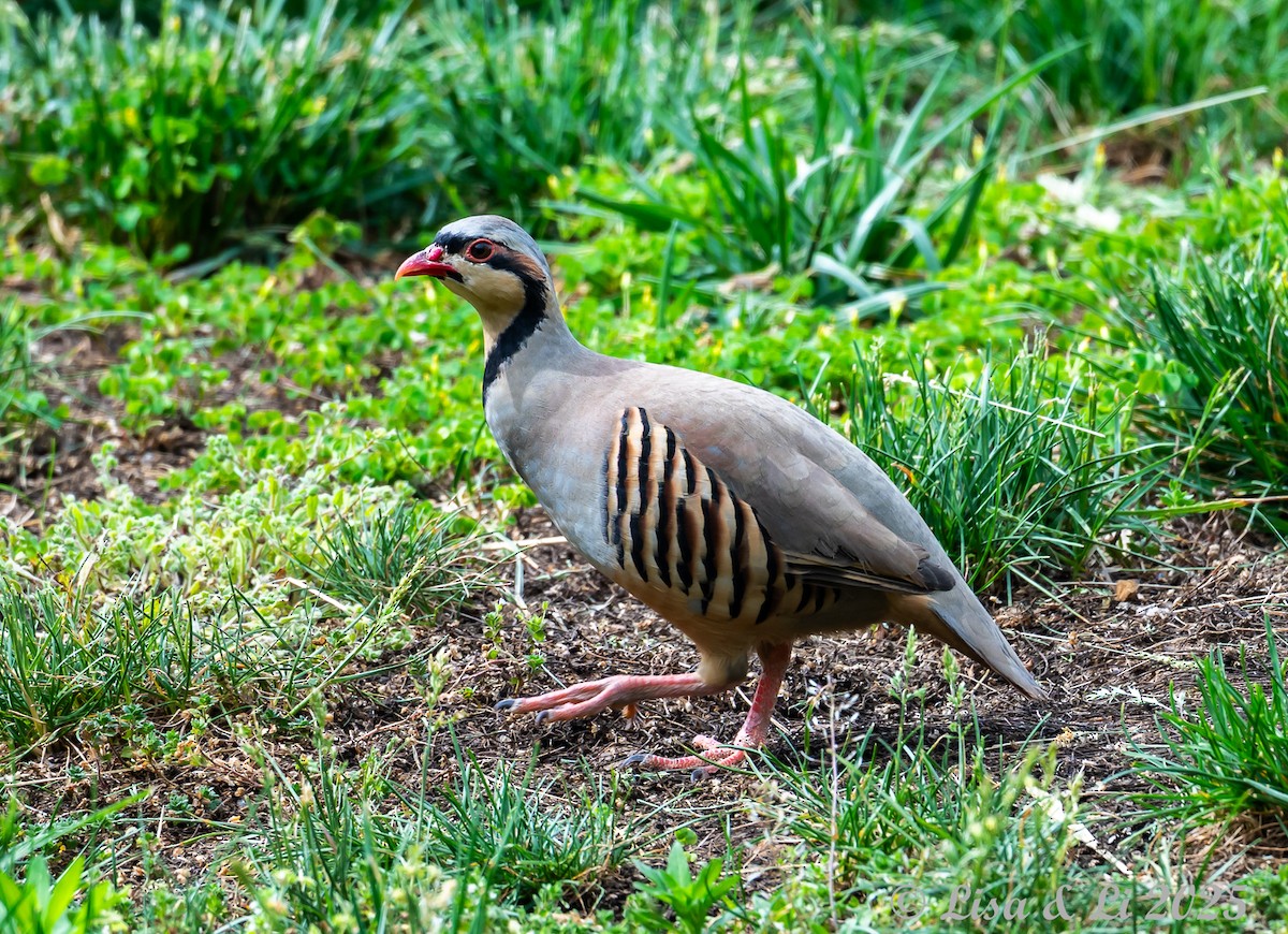 Chukar - ML637687871