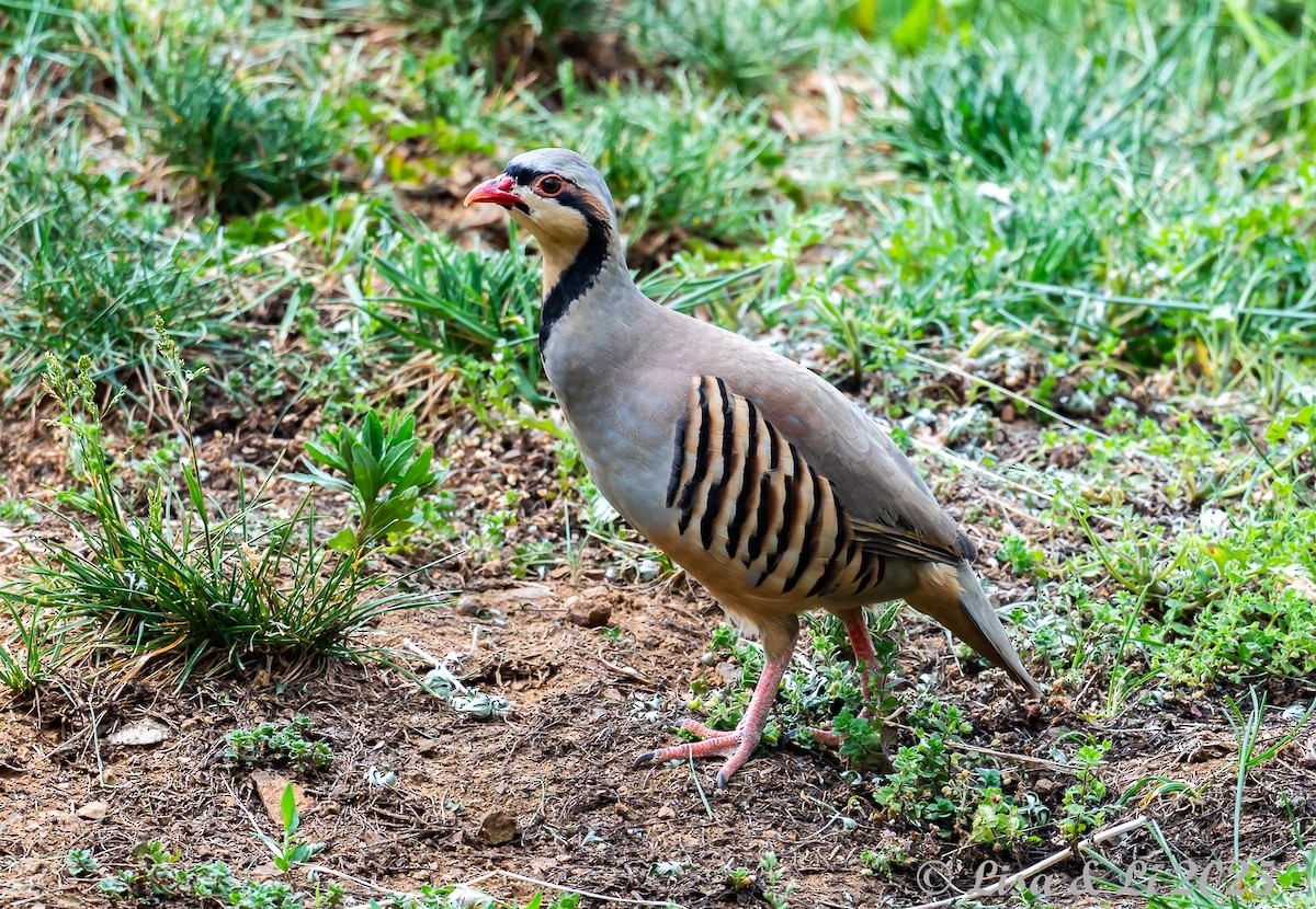 Chukar - ML637687872