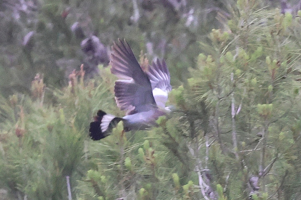 Common Wood-Pigeon - ML637687875