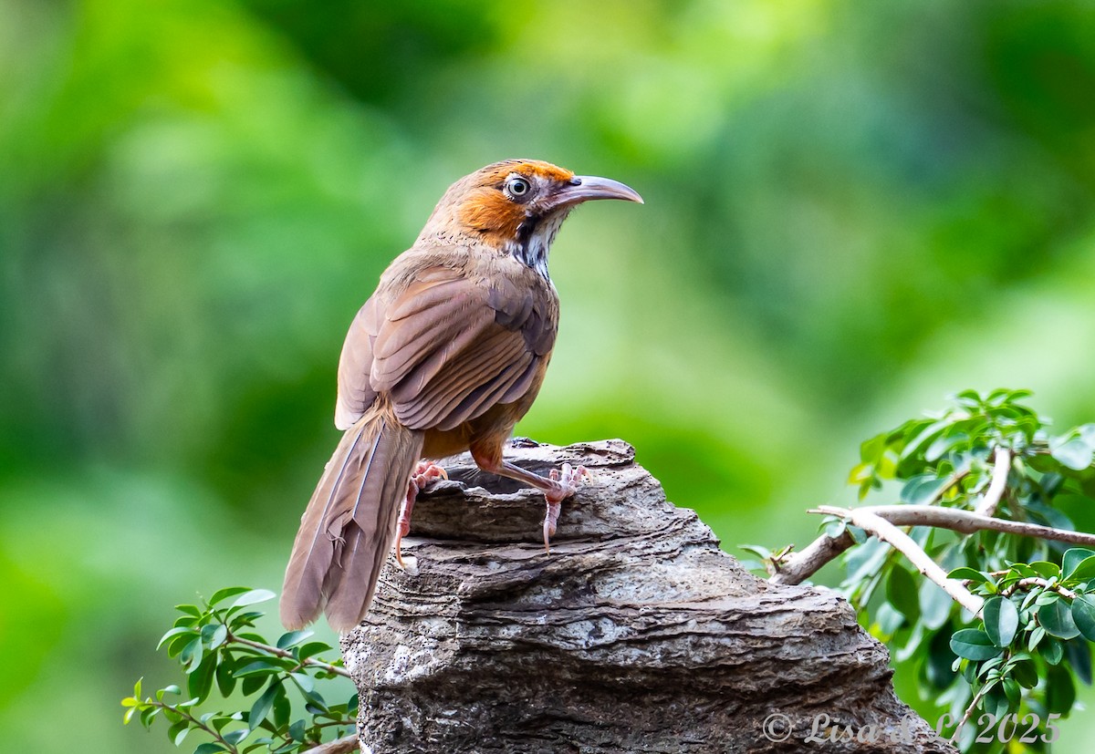 Black-streaked Scimitar-Babbler - ML637687876