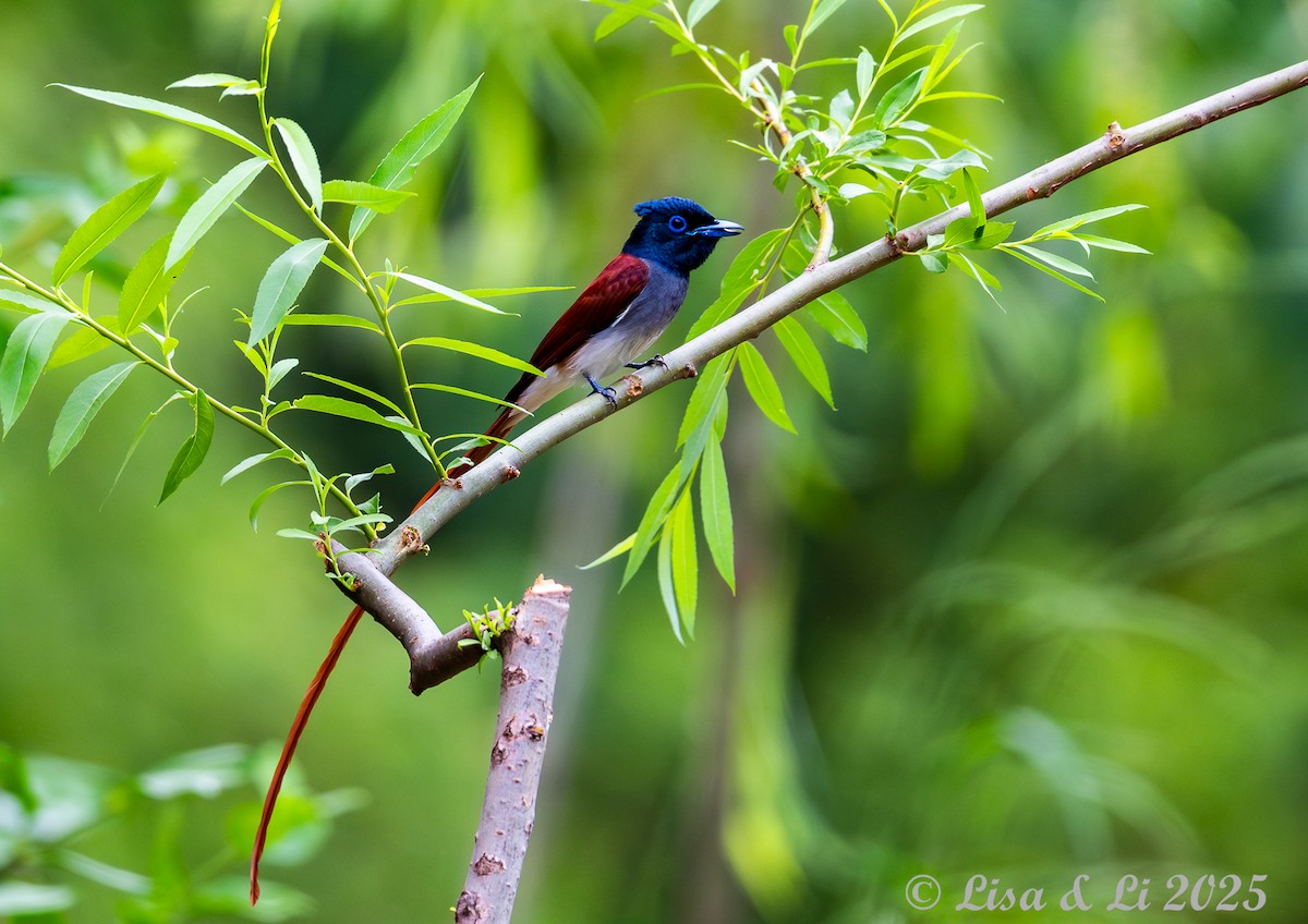 Amur Paradise-Flycatcher - ML637687897