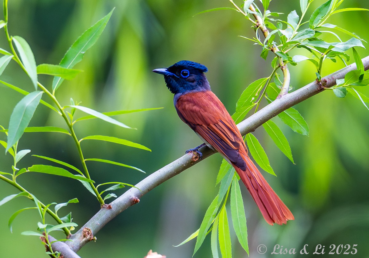 Amur Paradise-Flycatcher - ML637687903