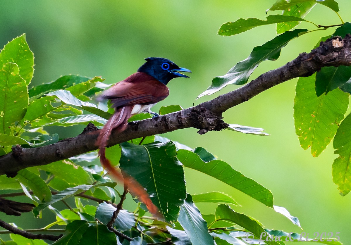 Amur Paradise-Flycatcher - ML637687920