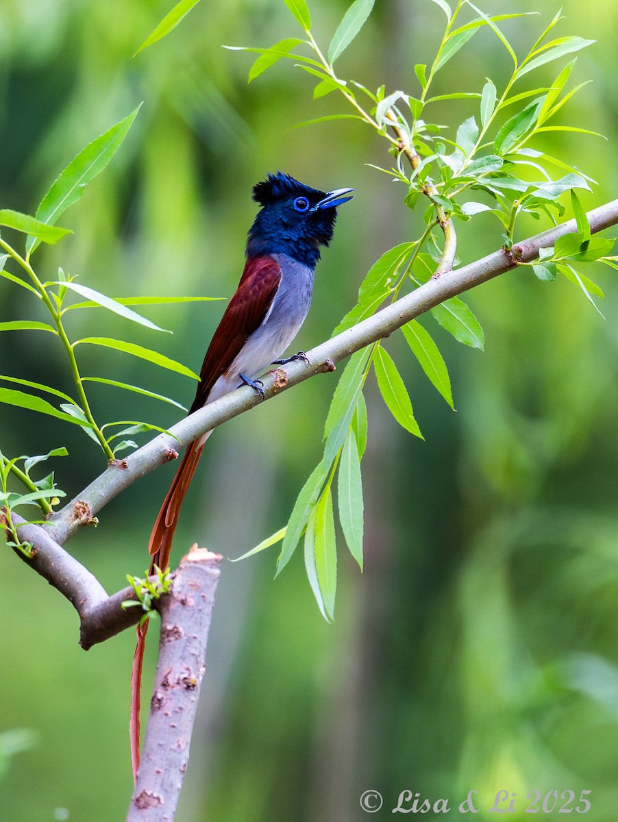 Amur Paradise-Flycatcher - ML637687927