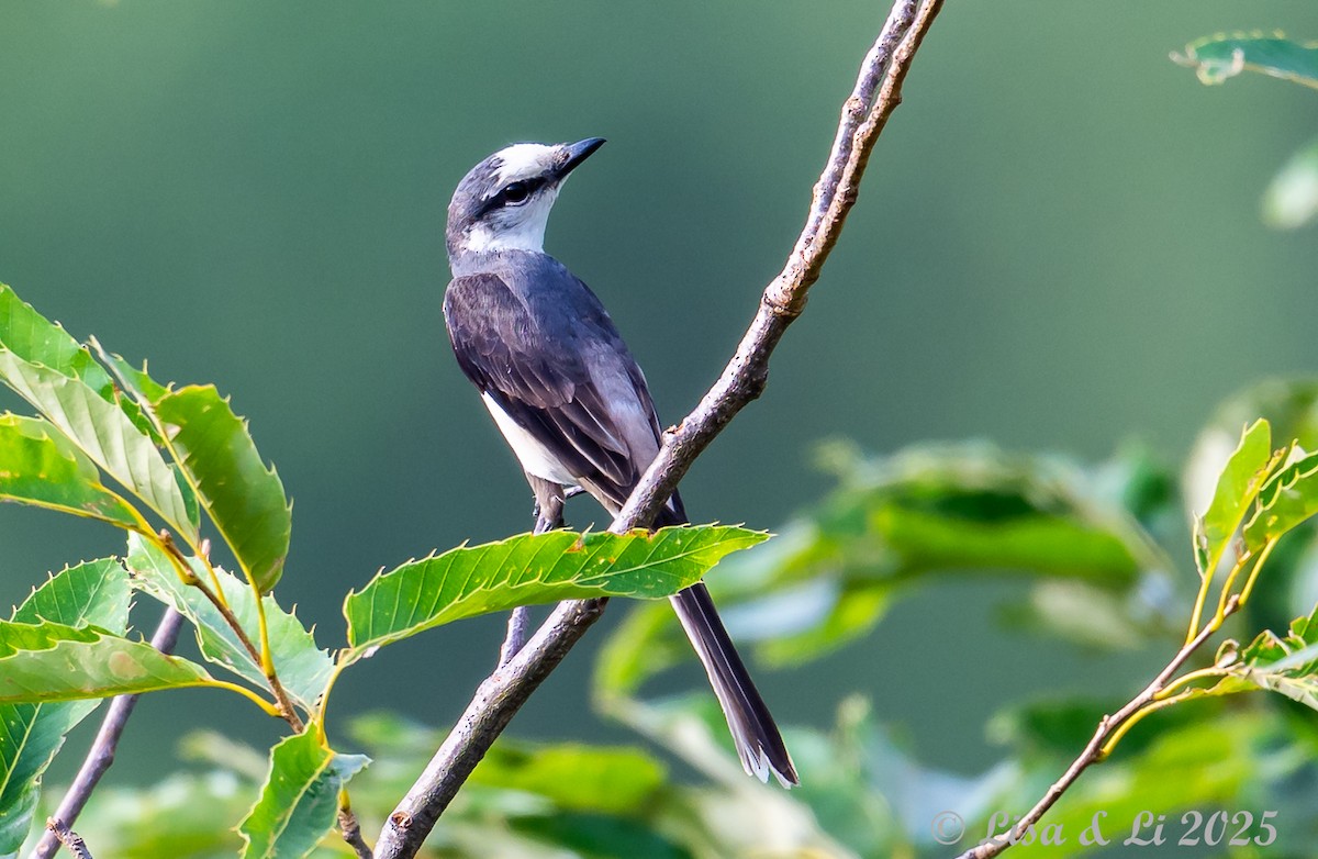 Brown-rumped Minivet - ML637687955
