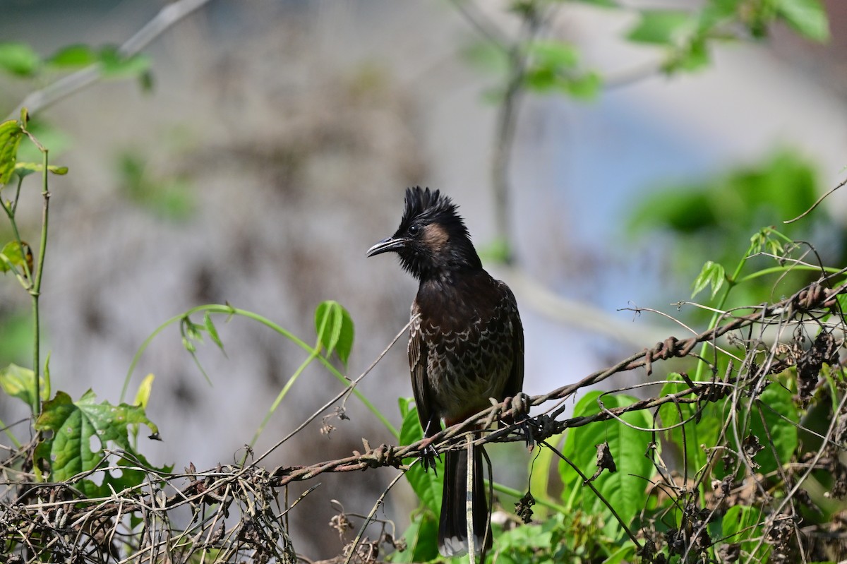 Red-vented Bulbul - ML637687965