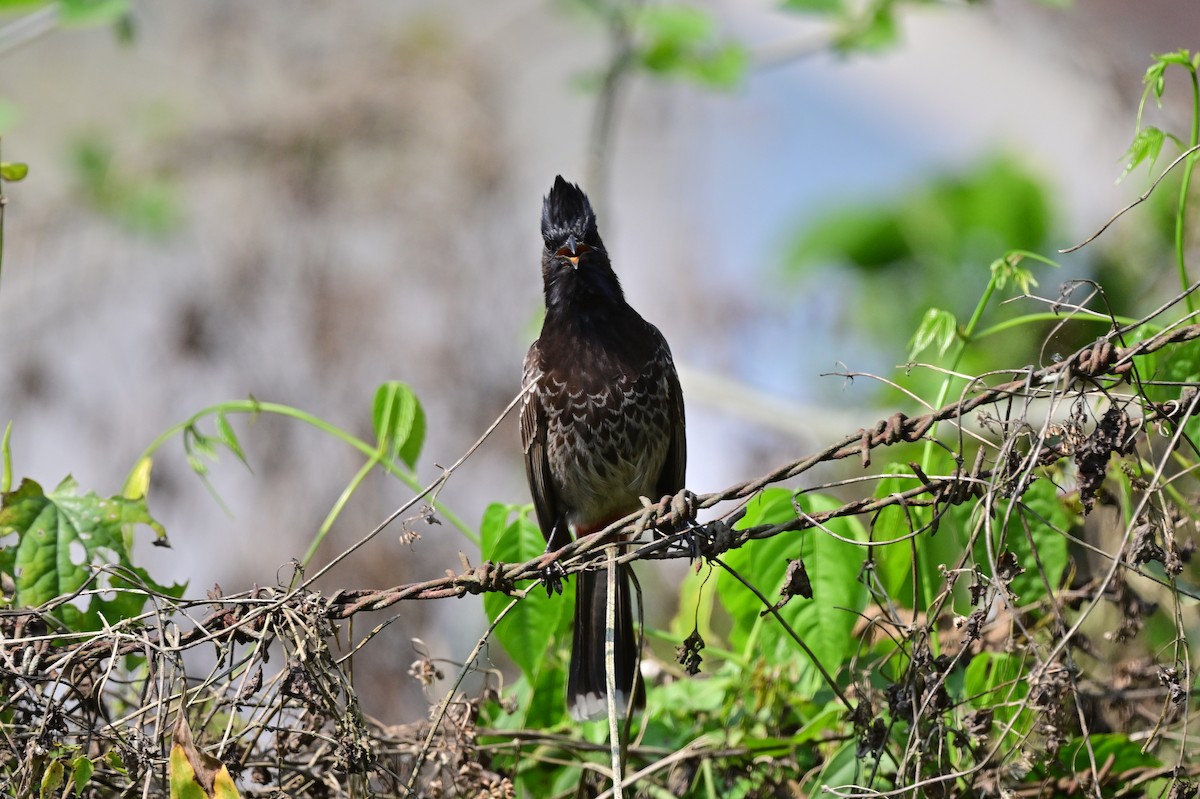 Red-vented Bulbul - ML637687966