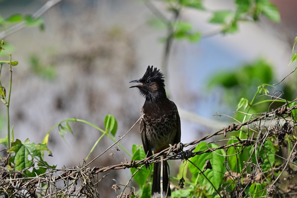 Red-vented Bulbul - ML637687967