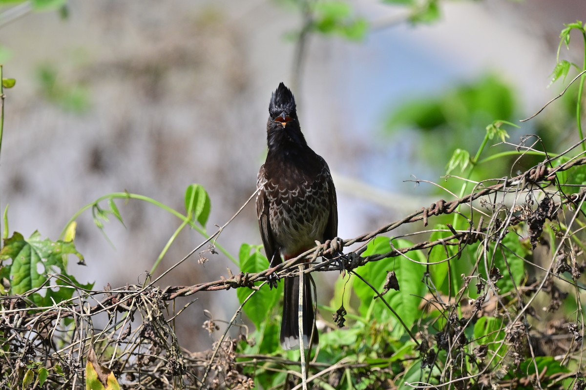 Red-vented Bulbul - ML637687968