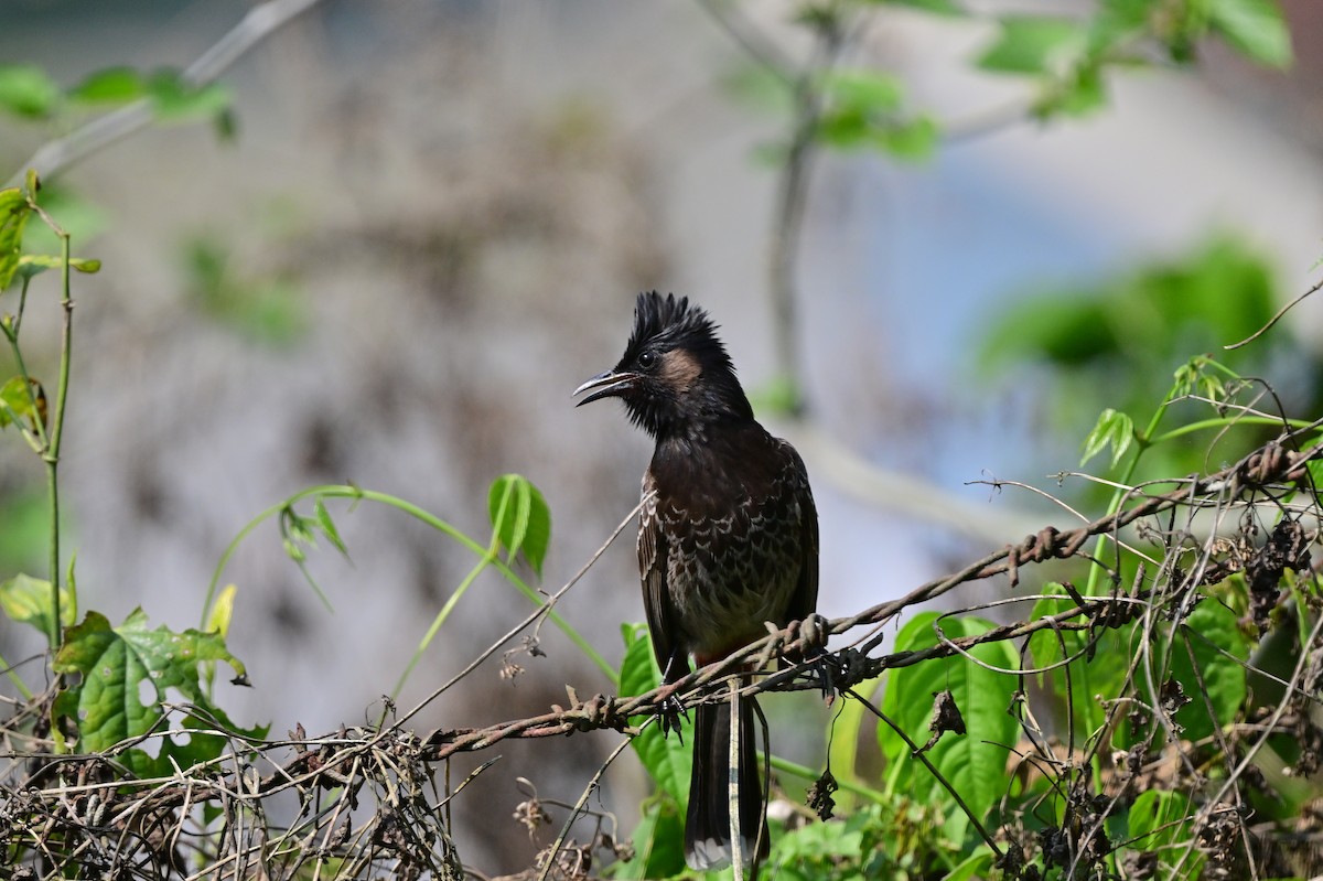 Red-vented Bulbul - ML637687969