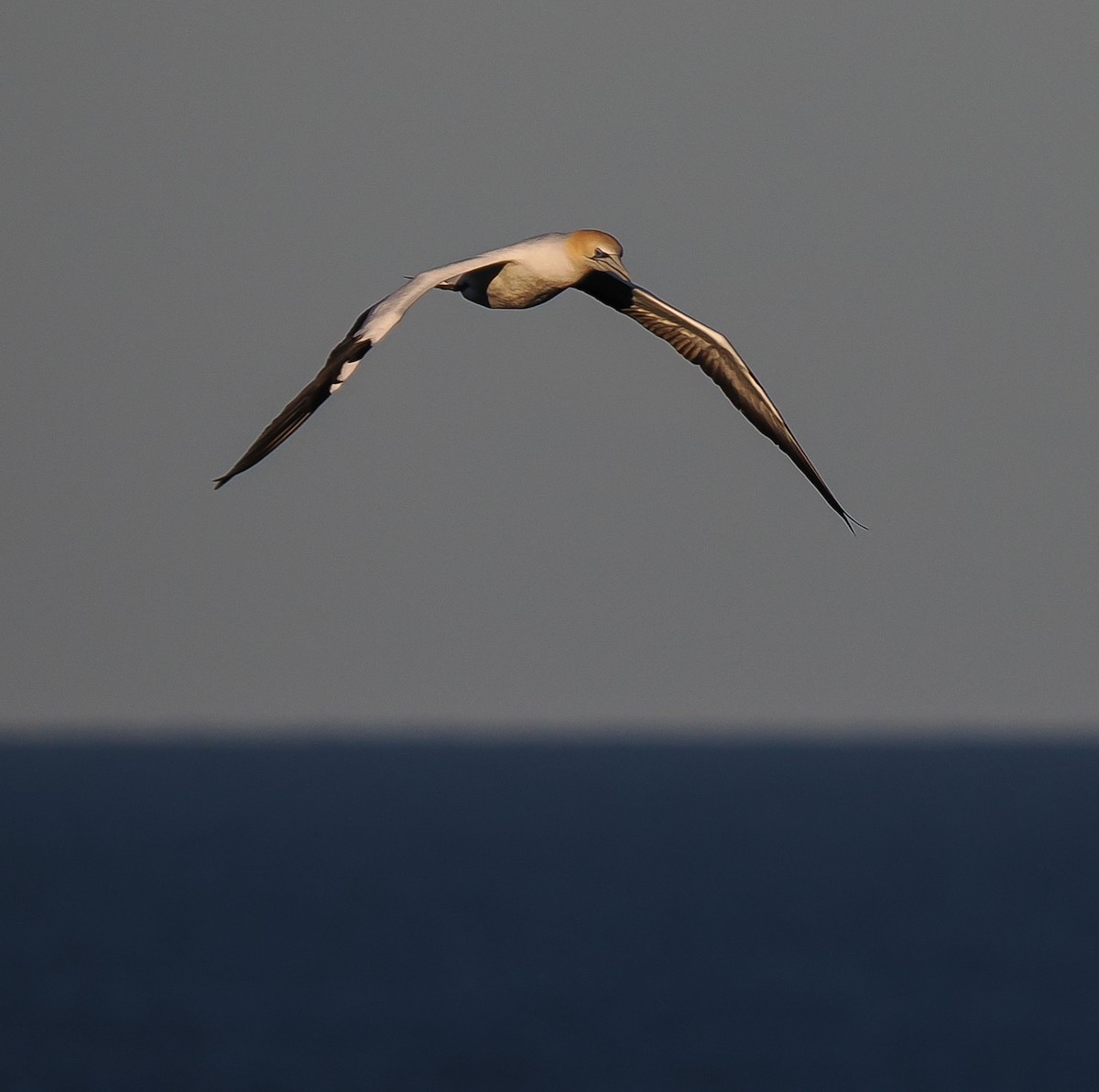 Australasian Gannet - ML637687975