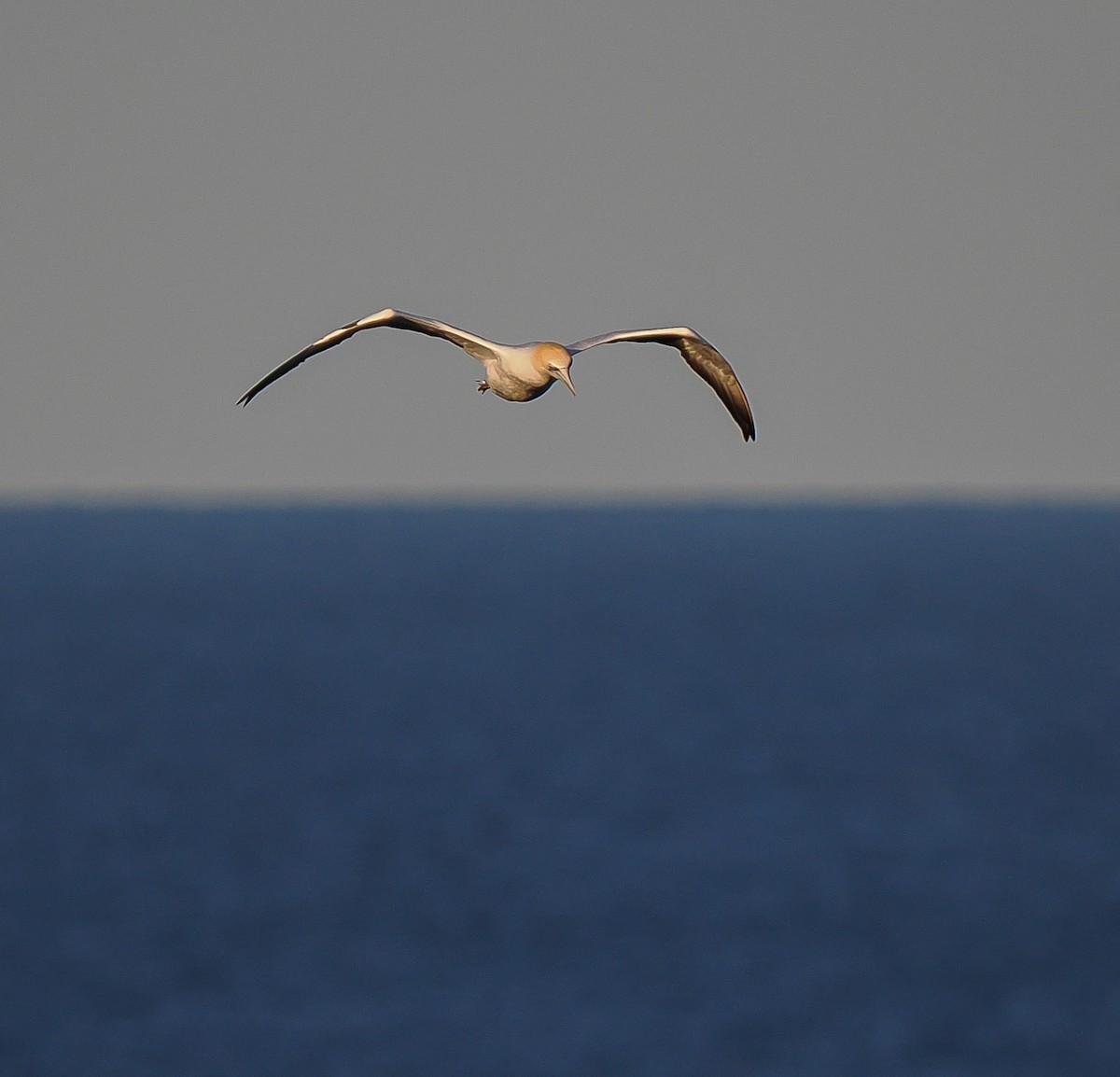 Australasian Gannet - ML637687976