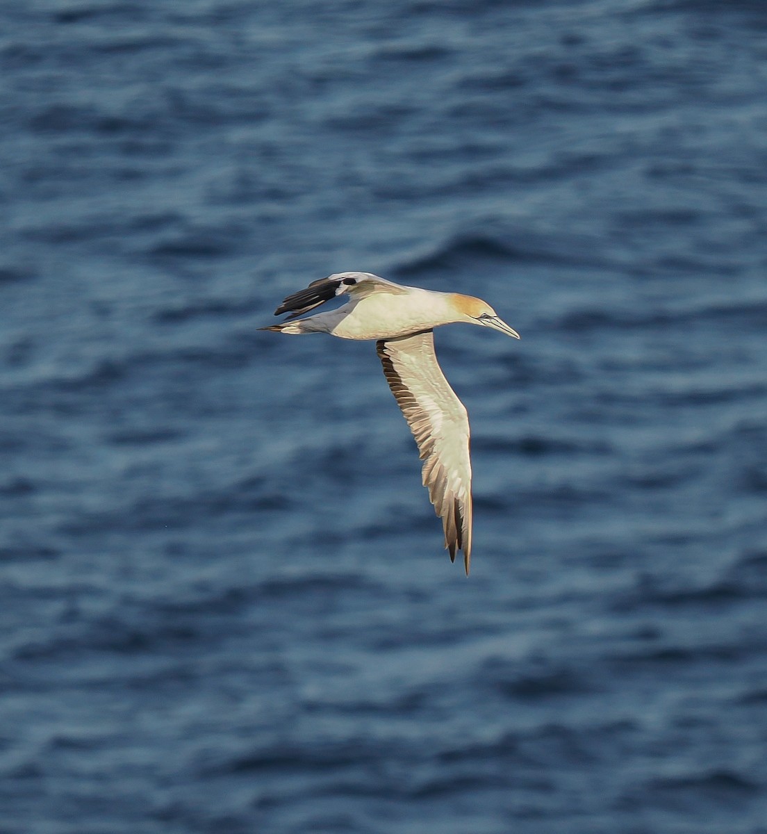 Australasian Gannet - ML637687977