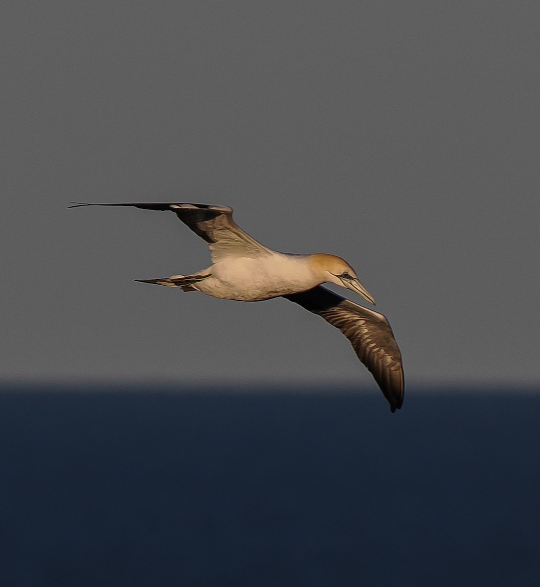 Australasian Gannet - ML637687978