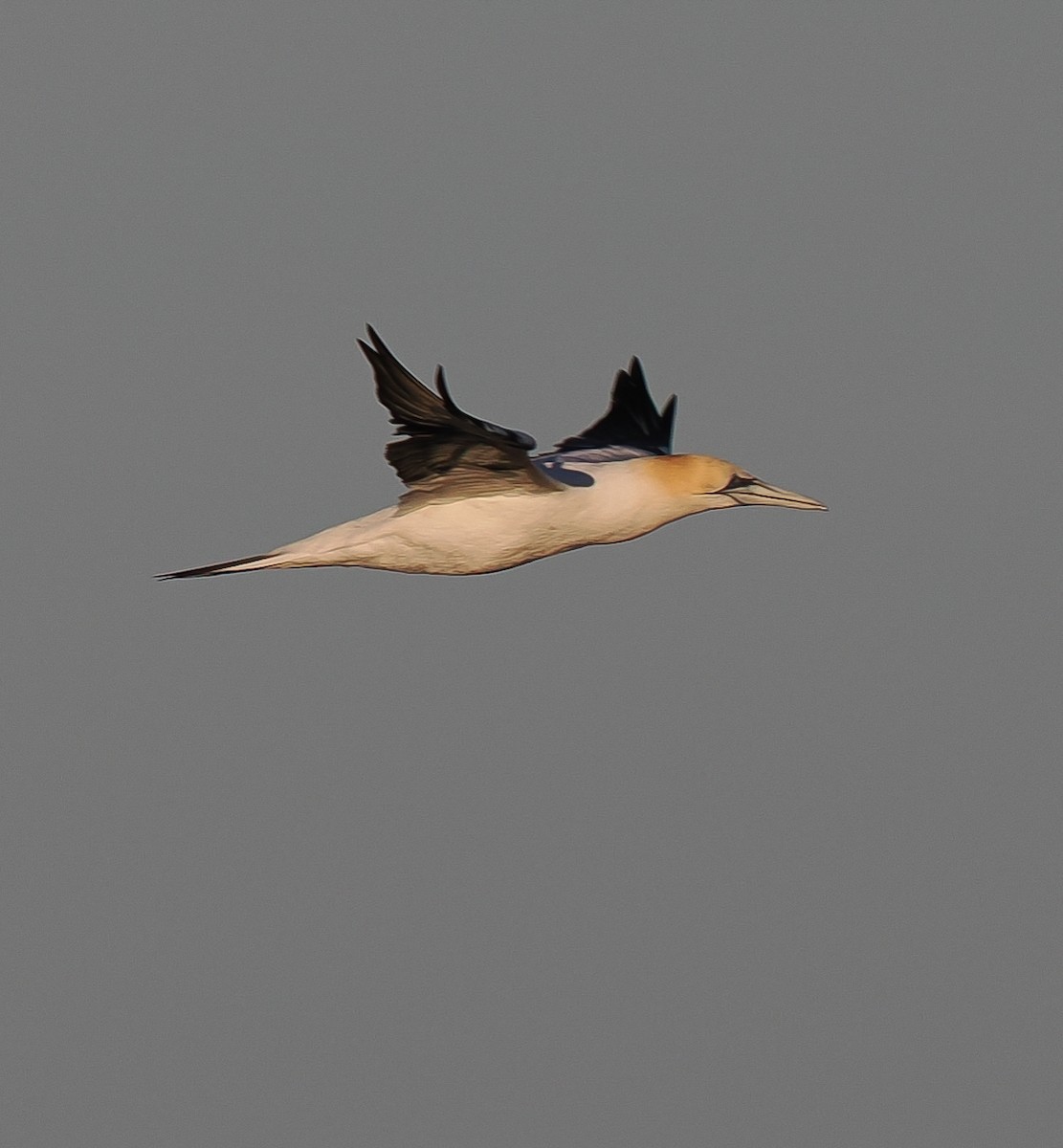 Australasian Gannet - ML637687979