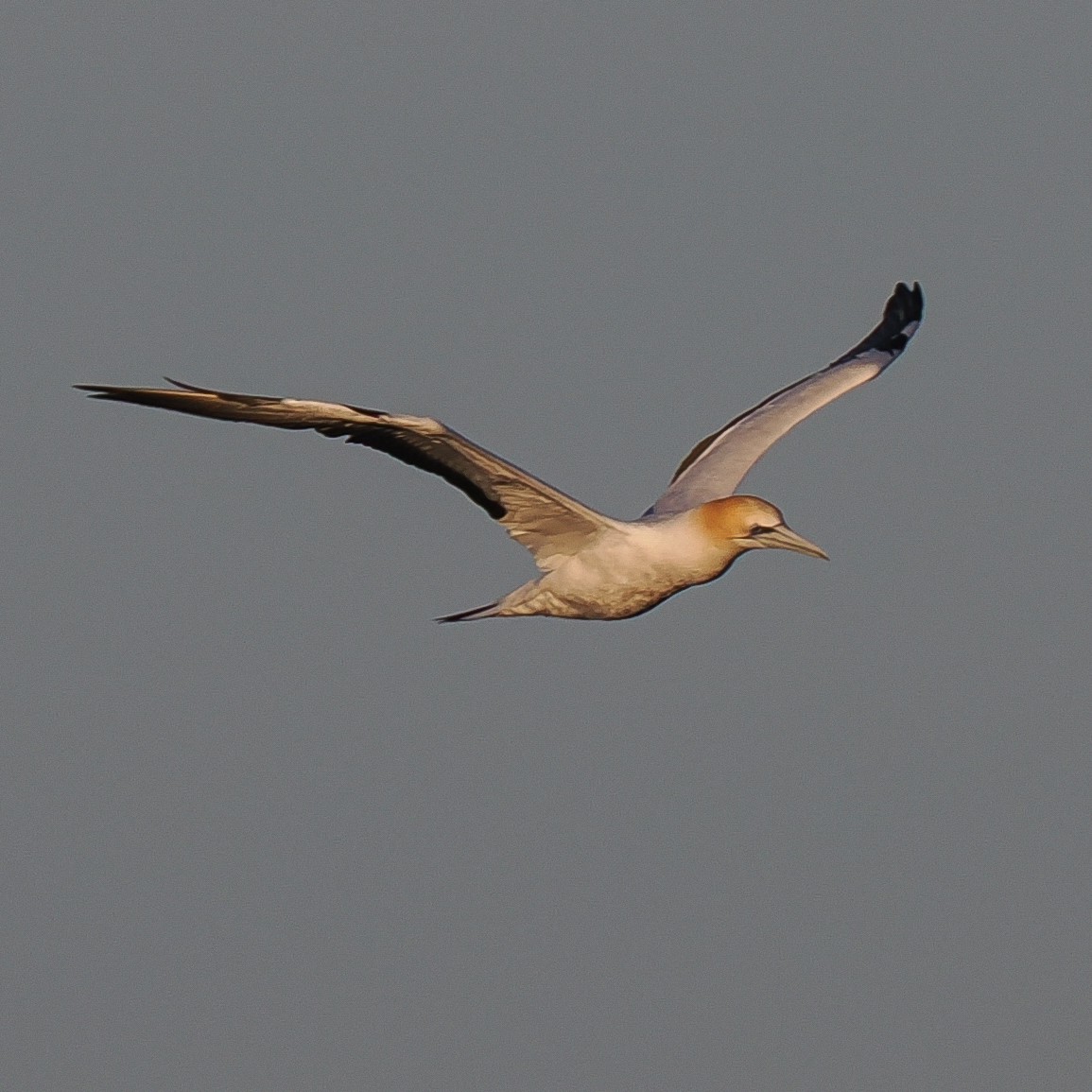 Australasian Gannet - ML637687980