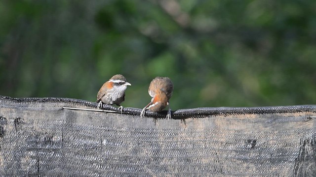 Streak-breasted Scimitar-Babbler - ML637687981
