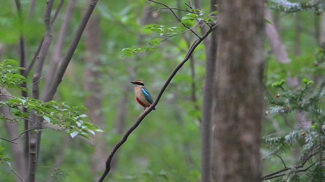 Fairy Pitta - ML637687996
