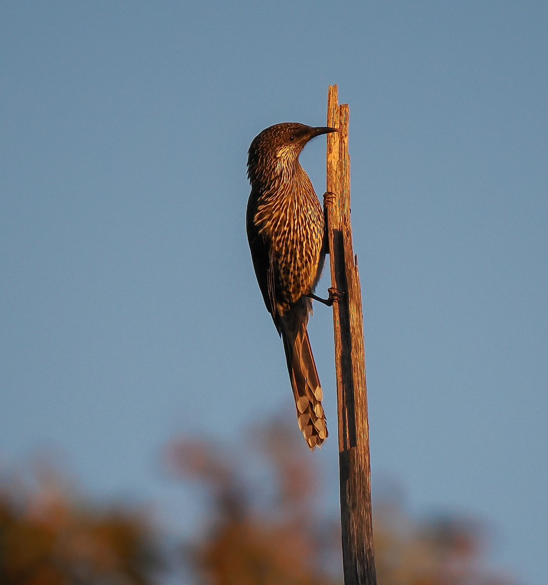 Little Wattlebird - ML637687997