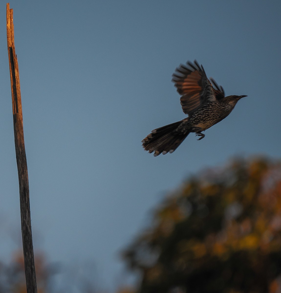 Little Wattlebird - ML637687998